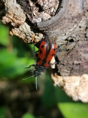 Astylus trifasciatus