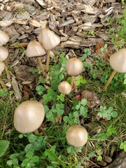 Psathyrella longipes