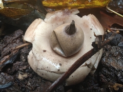 Geastrum morganii