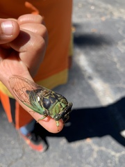 Neotibicen tibicen australis