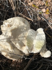 Calvatia booniana