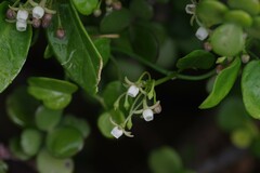 Cynanchum ellipticum