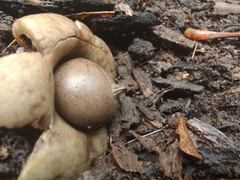 Geastrum morganii