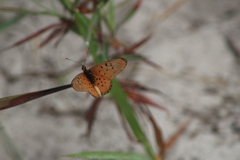 Acraea oncaea