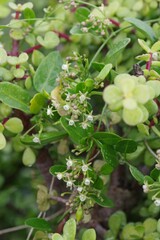 Cynanchum ellipticum