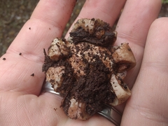 Geastrum morganii