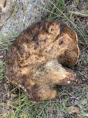 Cerioporus squamosus