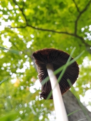Psathyrella longipes