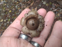Geastrum morganii