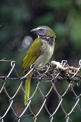 Saltator maximus