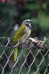 Saltator maximus