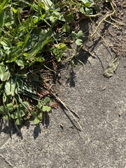 Tetramorium immigrans