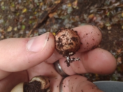 Geastrum morganii