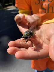 Neotibicen tibicen australis