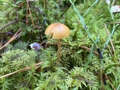 Galerina graminea