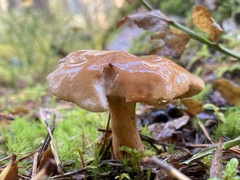 Chalciporus piperatus