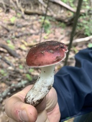 Russula rosacea