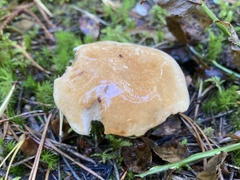 Chalciporus piperatus