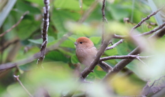 Sinosuthora webbiana bulomacha