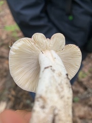 Russula rosacea