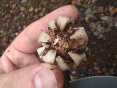 Geastrum morganii