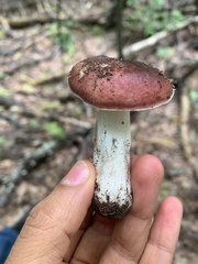 Russula rosacea