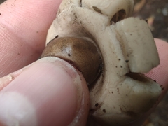 Geastrum morganii