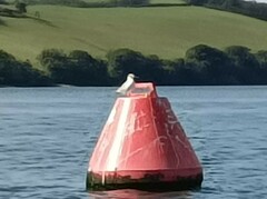 Thalasseus sandvicensis