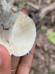 Russula rosacea