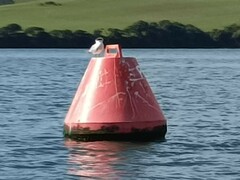 Thalasseus sandvicensis