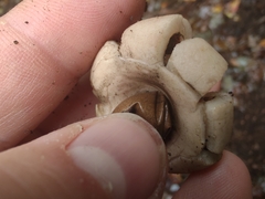 Geastrum morganii