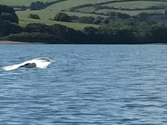 Thalasseus sandvicensis