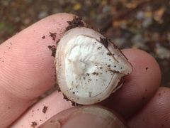 Geastrum morganii