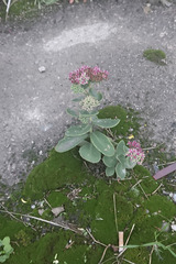 Hylotelephium maximum × spectabile