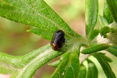 Clastoptera xanthocephala