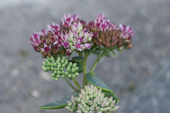 Hylotelephium maximum × spectabile