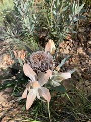Protea lorifolia