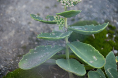 Hylotelephium maximum × spectabile