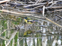 Tachuris rubrigastra