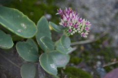 Hylotelephium maximum × spectabile