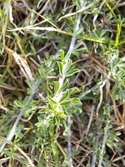 Psoralea decumbens