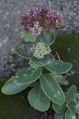 Hylotelephium maximum × spectabile