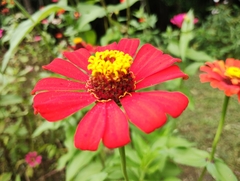 Zinnia elegans