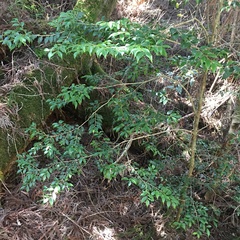 Ilex hayataiana