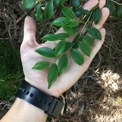 Ilex hayataiana