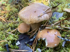 Suillus bovinus
