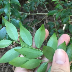 Ilex hayataiana