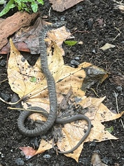 Coluber constrictor constrictor