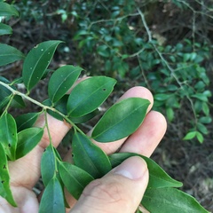 Ilex hayataiana
