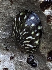 Cellana strigilis